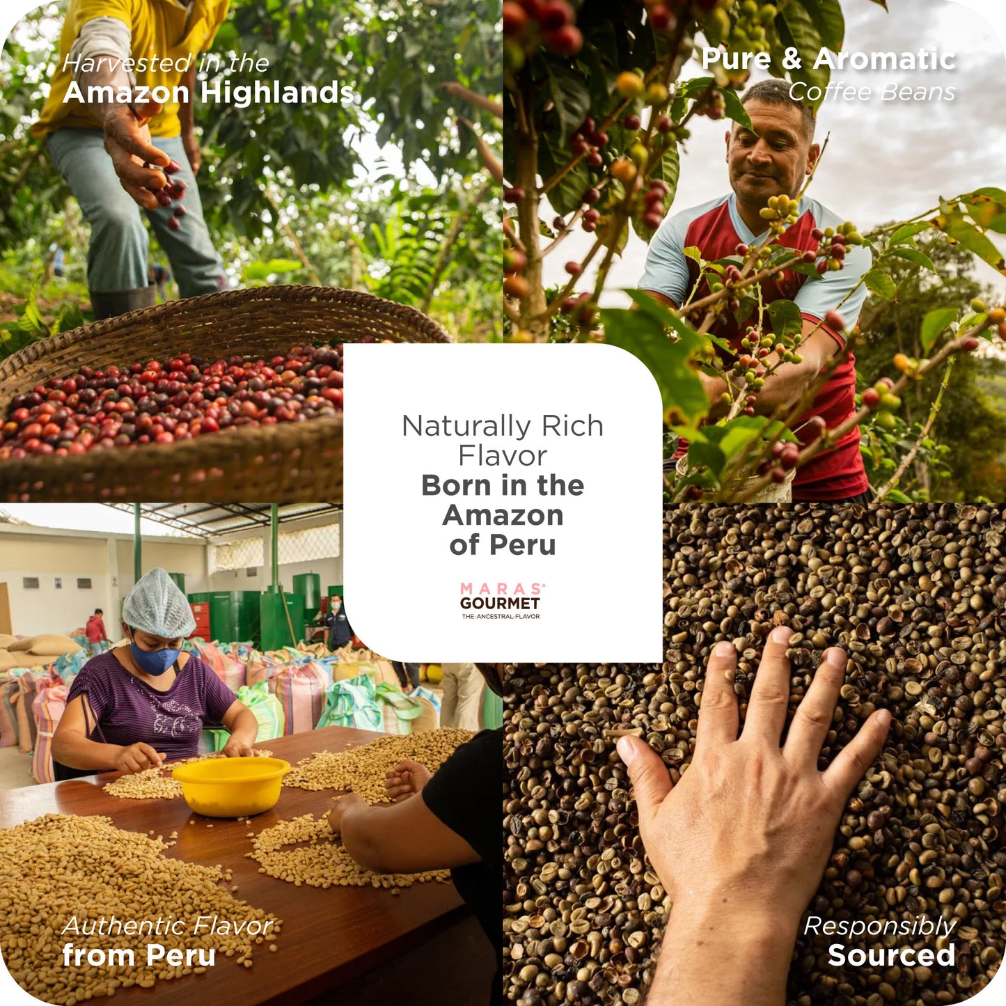 Peruvian Coffee, Panela & Maca Trio