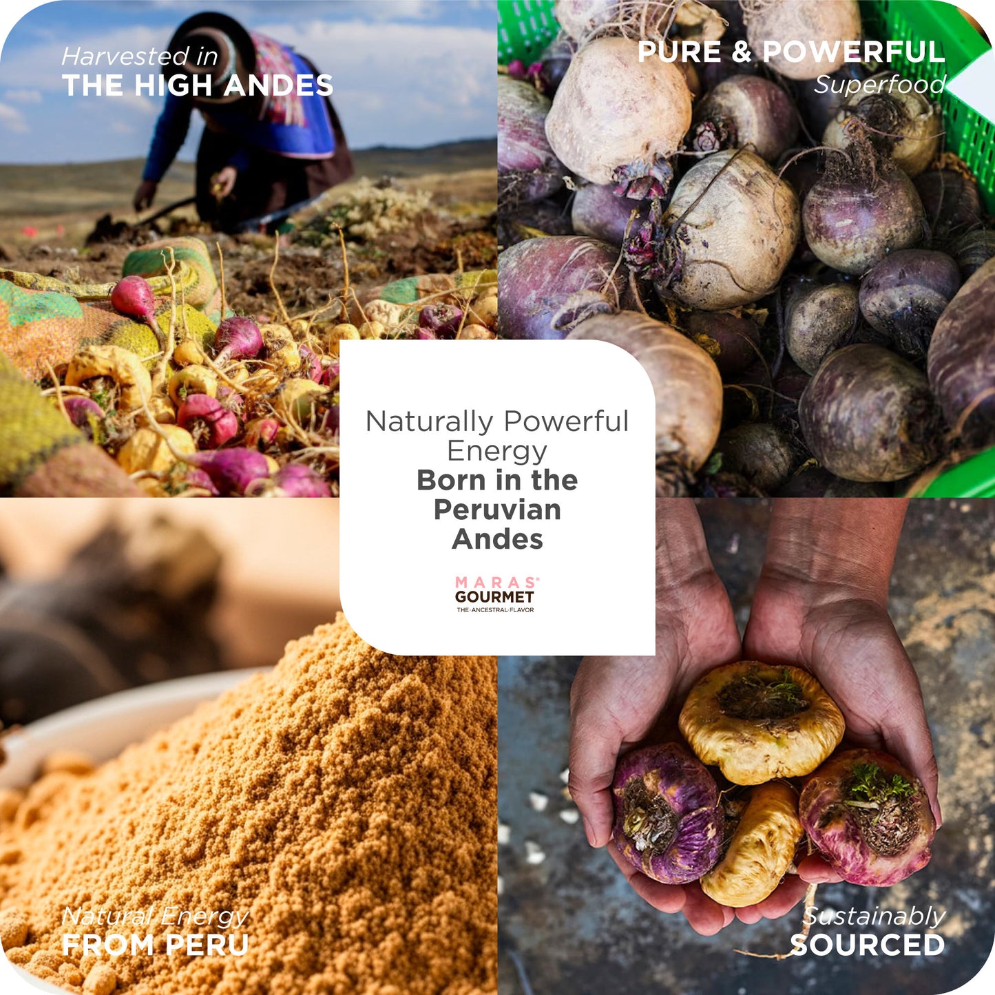 Peruvian Maca Gelatinized Powder - Bag 7.0 oz